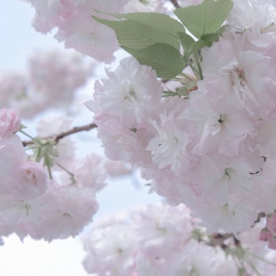 布拖福瑞交流群